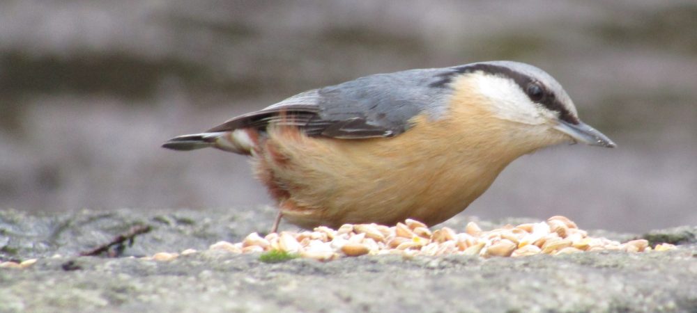 Nuthatch at Stover.