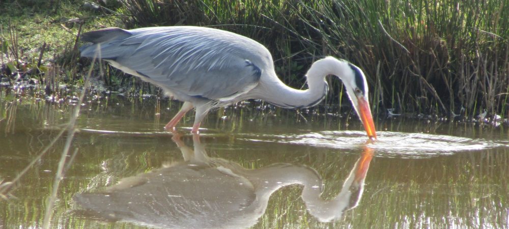 Grey Heron - Bowling Green Marsh