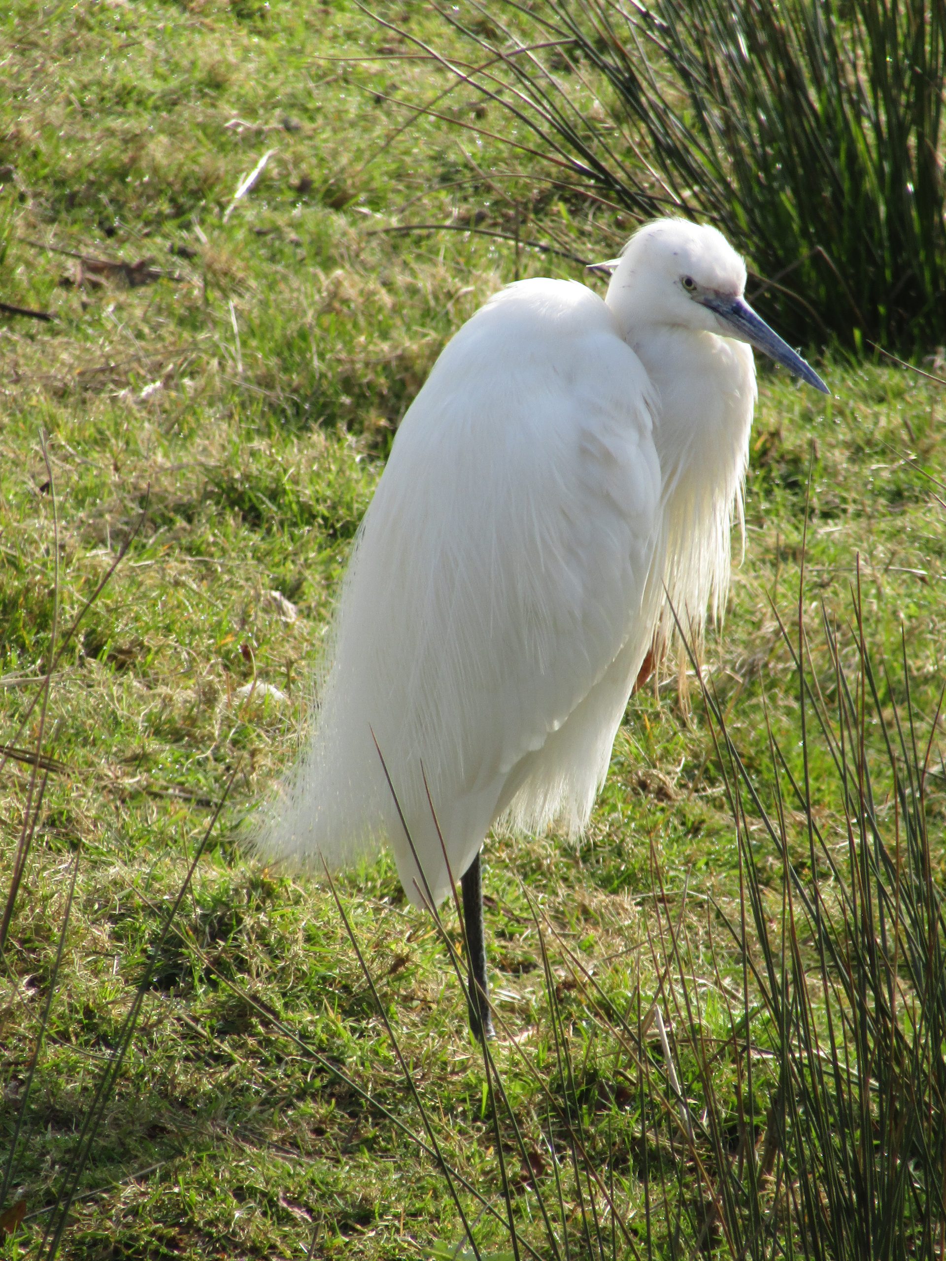 Little Egret - Bowling Green Marsh