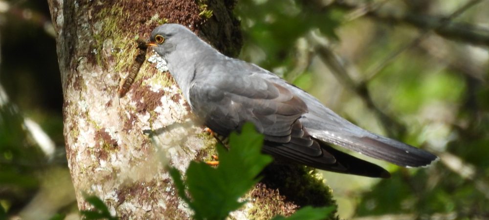 Cuckoo with caterpillar - Venford - Leo