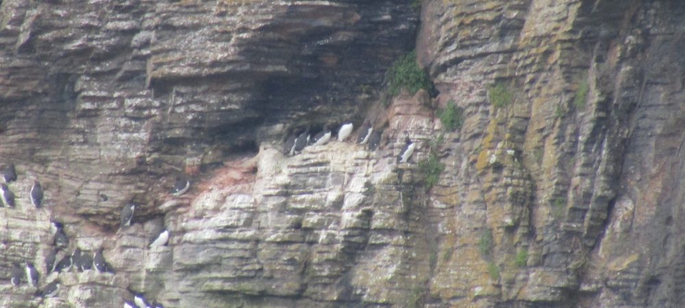 Nesting birds at Berry Head.