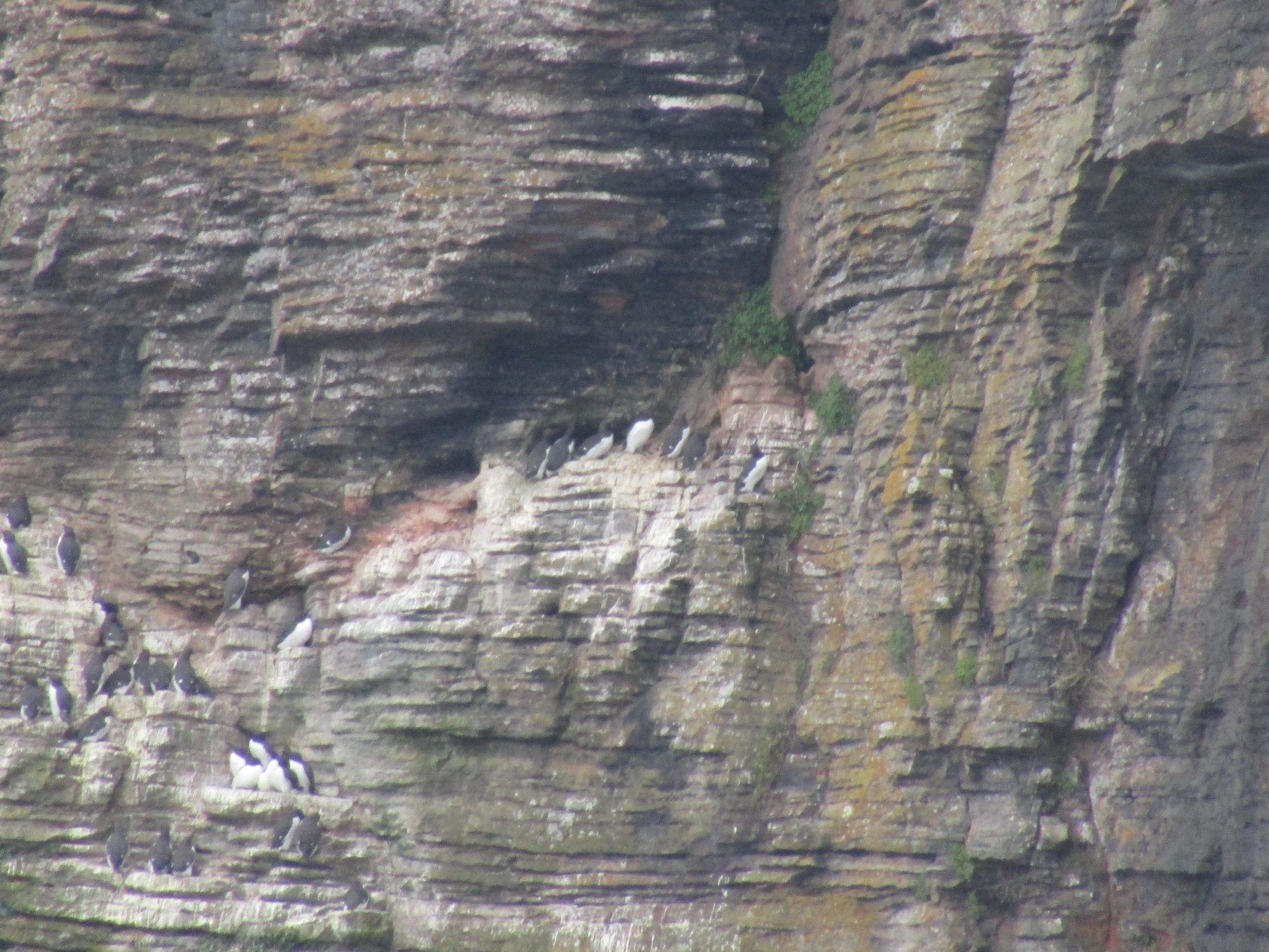 Nesting birds at Berry Head.
