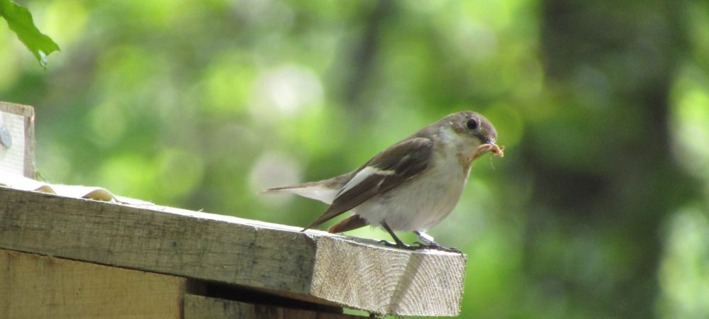 Pied Flycatcher at Yarner Woods.