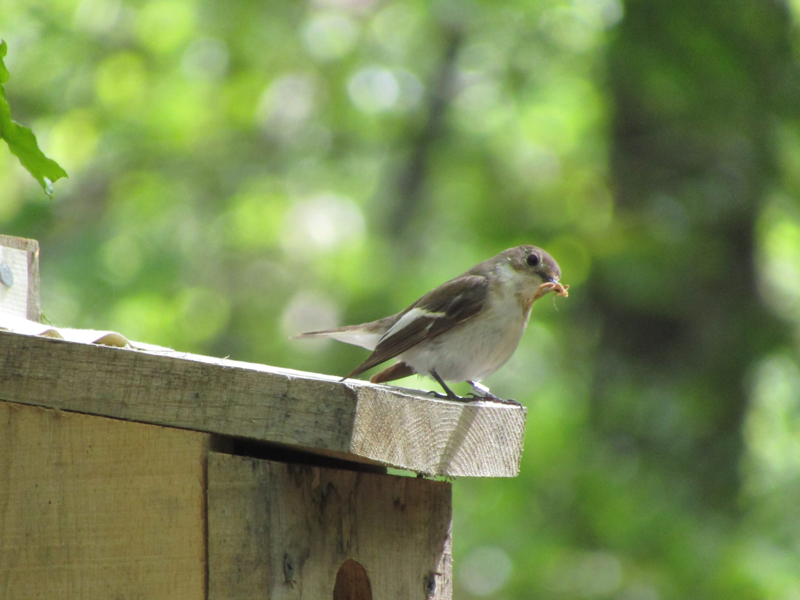 Pied Flycatcher at Yarner Woods.