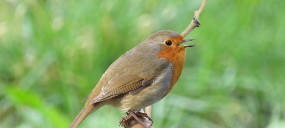 Robin at Steps Bridge.