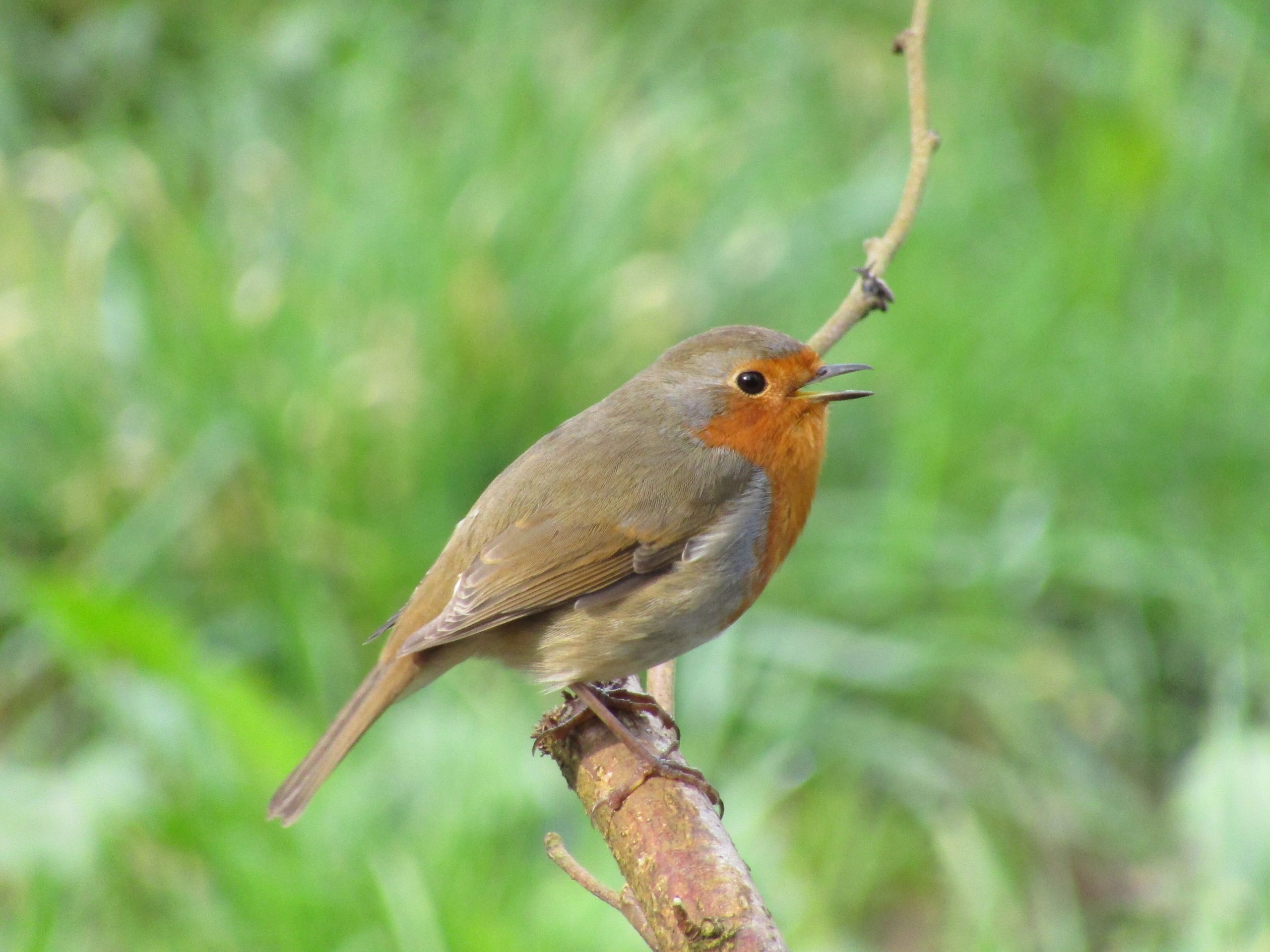 Robin at Steps Bridge.