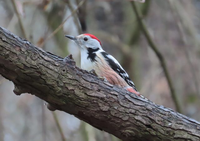 Middle-spotted Woodpecker.