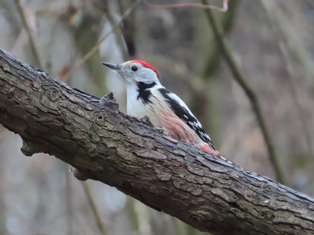 Middle-spotted Woodpecker.