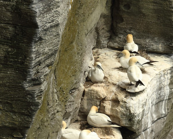 Gannets.