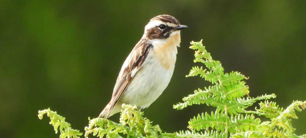 Whinchat - Bennett's Cross