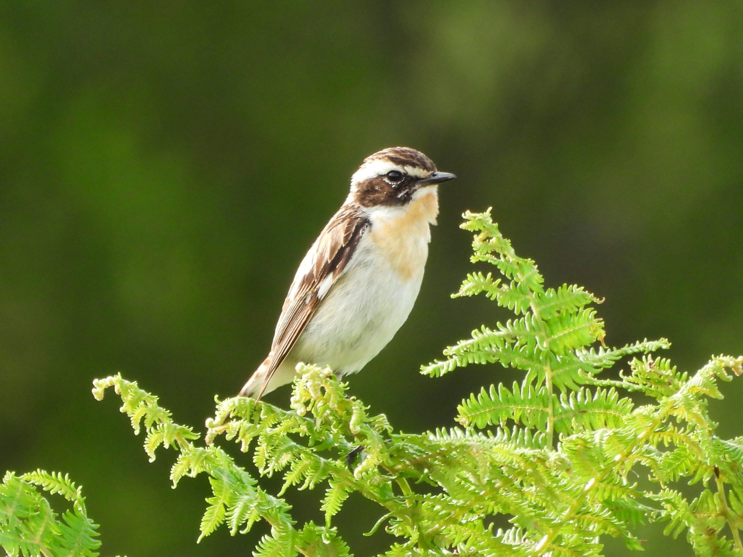 Whinchat - Bennett's Cross