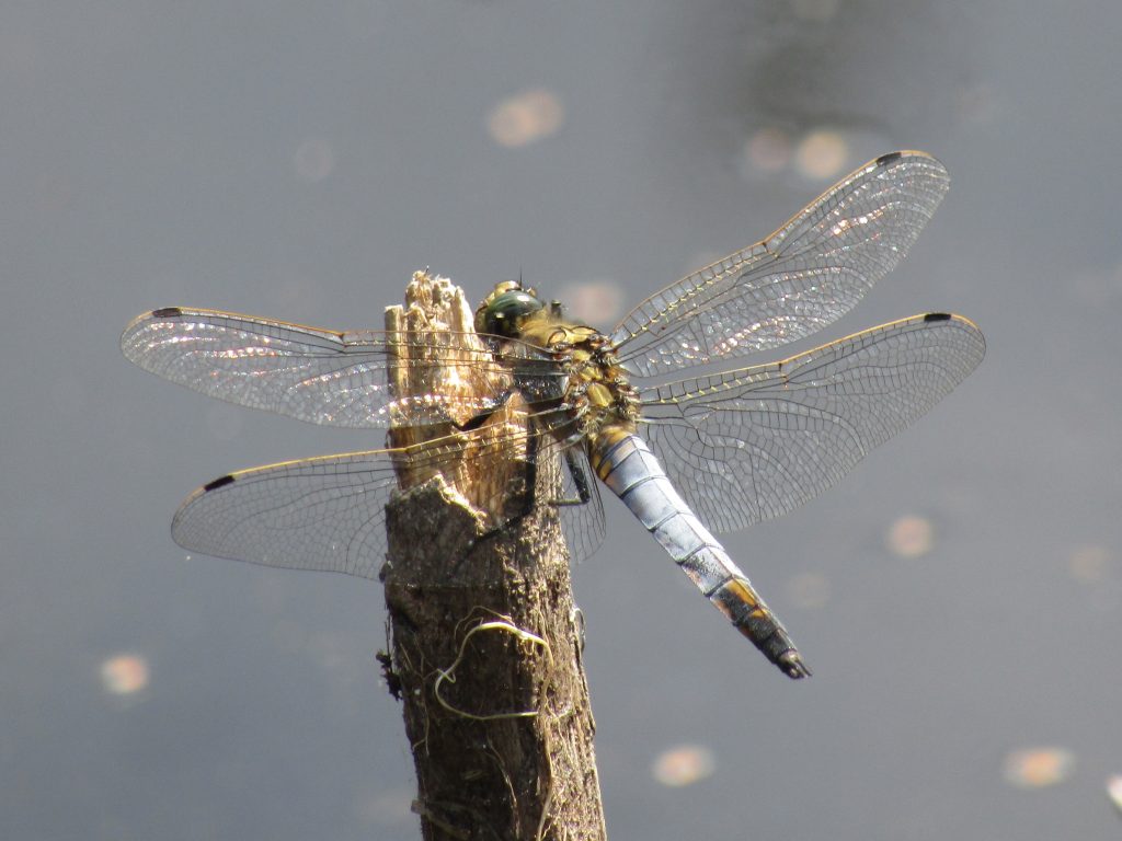 Black Tailed Skimmer at Aylesbeare Common.
