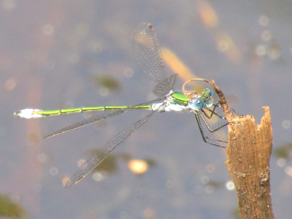 Emerald Damselfly at Aylesbeare Common.