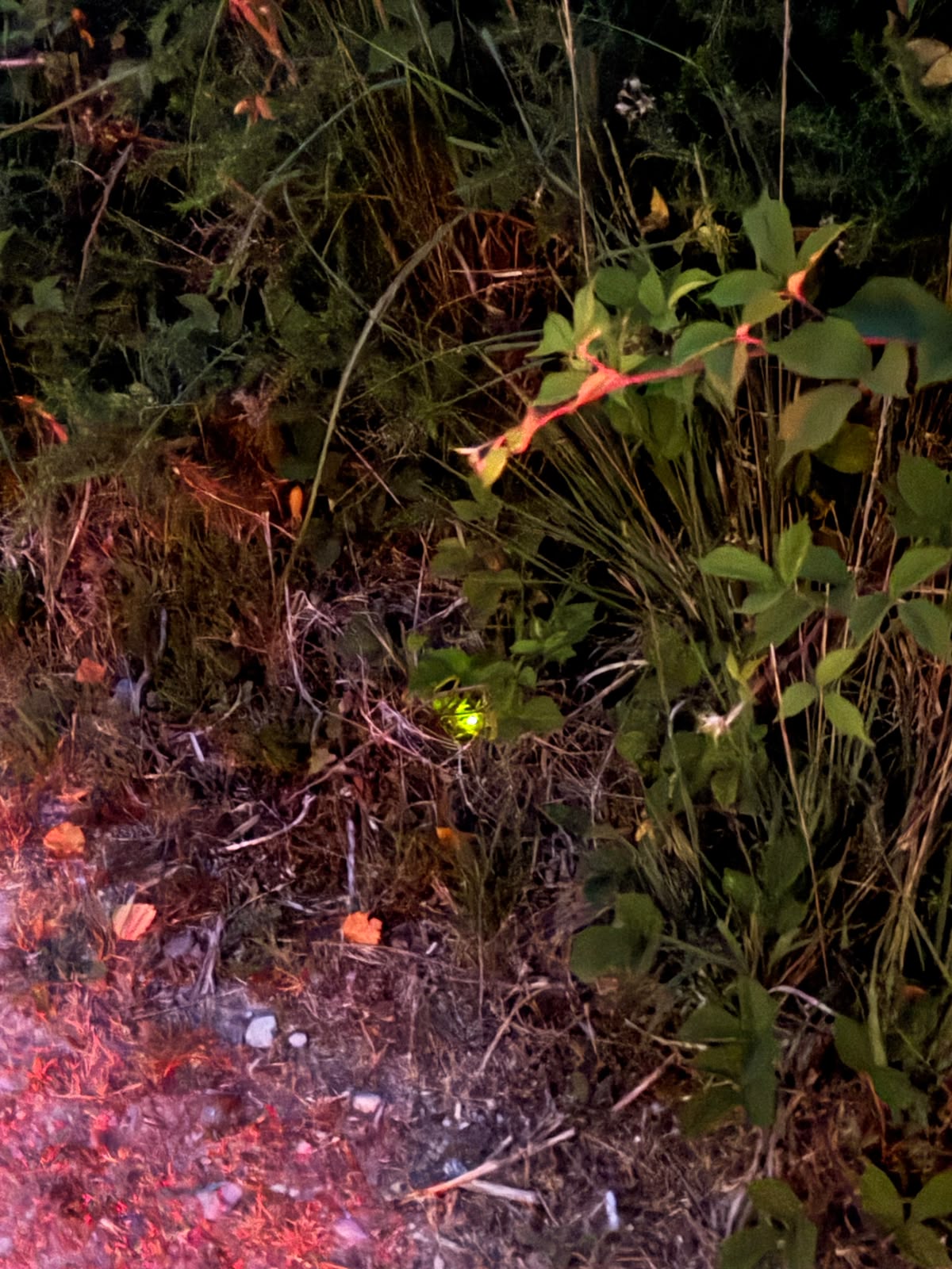 Glow worm - Bovey Heathfield.