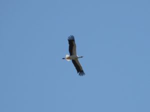 White Stork, Seaton Wetlands.