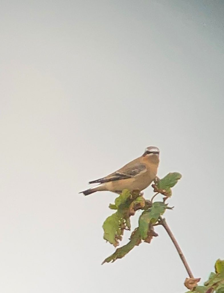 Wheatear - Dawlish Warren.