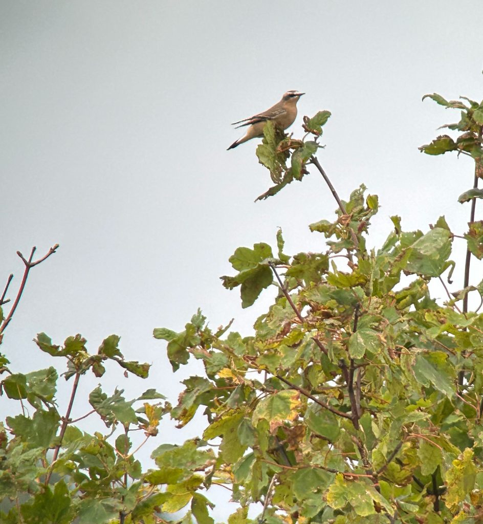 Wheatear at Dawlish Warren.