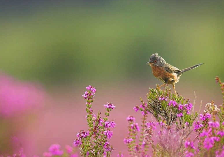 Darrtford Warbler
