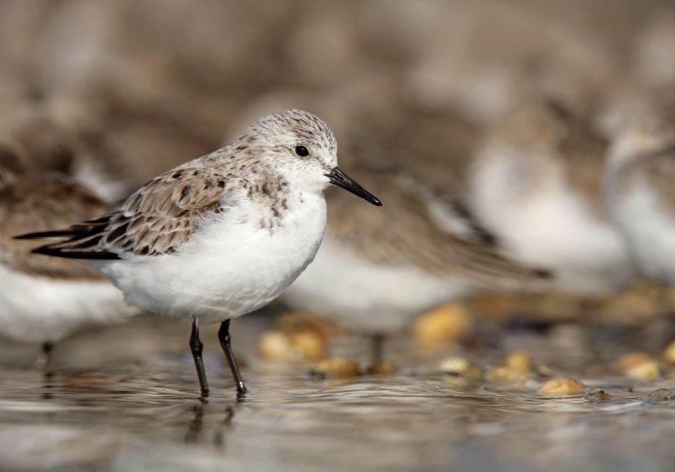 Sanderling