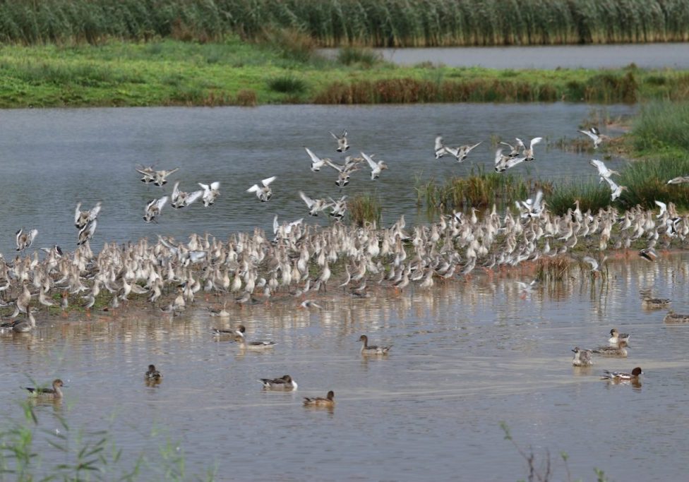Waders at Bowling Green Marsh