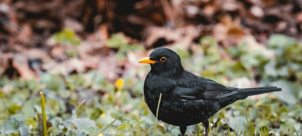 Blackbird,part of a dawn chorus at Castle Archdale Country Park, Enniskillen