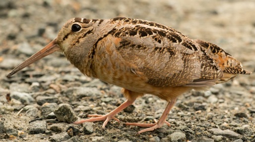 Woodcock. A talk by Dr James O'Neill,an authority on this bird entitled 'Woodcock in Ireland'.