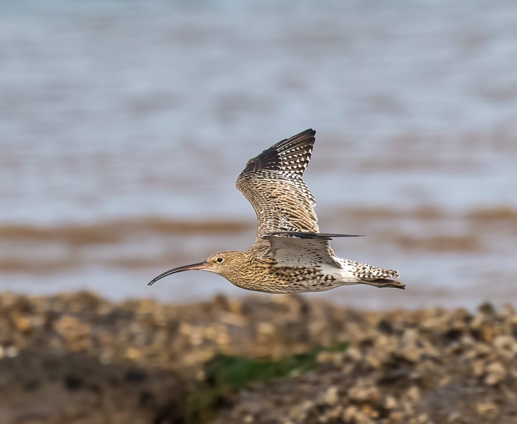 Curlew Rspb Saving Curlews - Gravesend Local Group