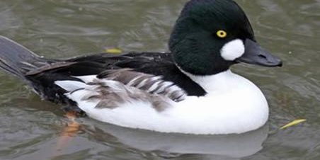 26.11.01, FGWwN at RSPB Dungeness (Simon Brooks) [169] - Goldeneye (Richard Hanman) Fb G W&amp;N E,