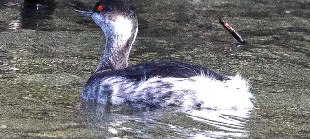 Black-necked Grebe at Wanstead Flats