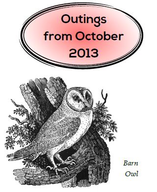 2013-14 Outings - Barn Owl