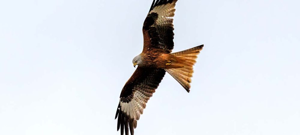 CMill Red Kite