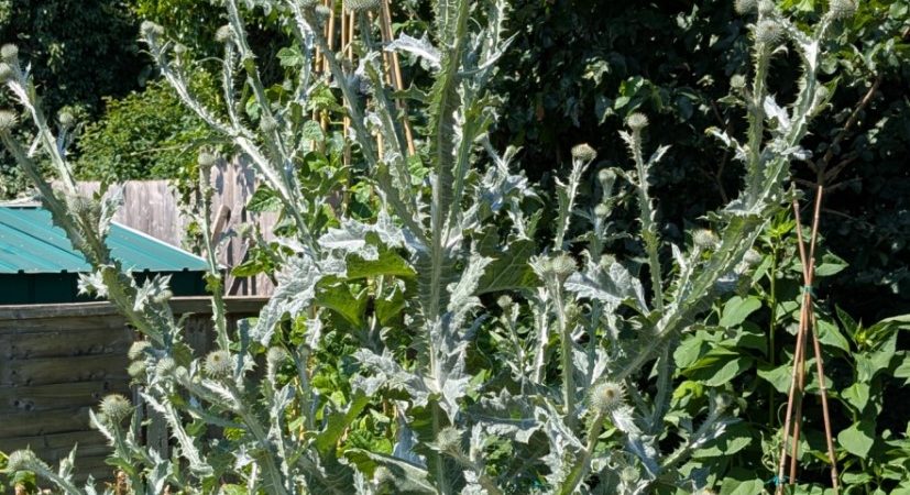 scottish_thistle_ray_watson