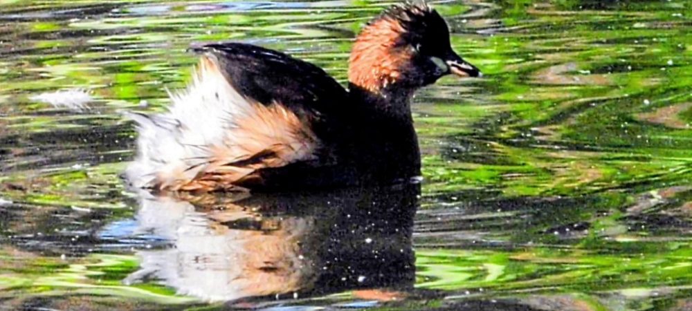 Little_grebe_townsend