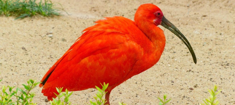 Scarlet Ibis
