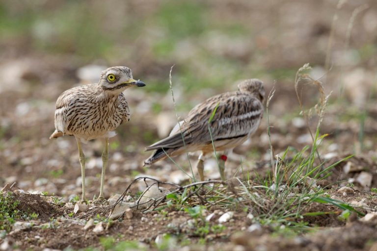 Curlew Rspb Stone Curlew numbers rising in Wessex & Brecks - North East Hants Local ...