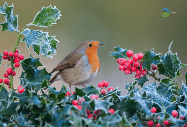 Robin on Holly (rspb-images)