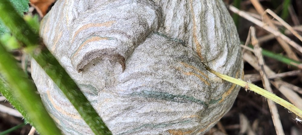Median Wasp Nest (Barry Wilson)