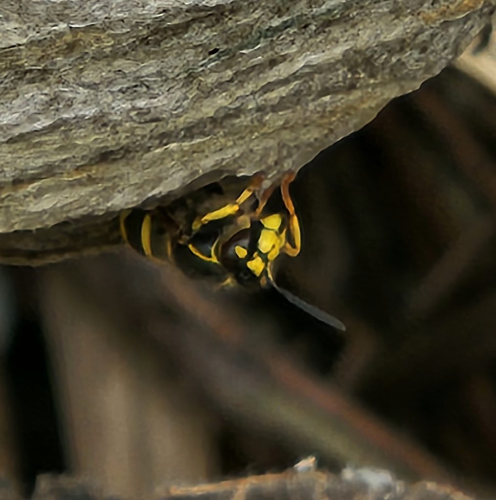 Median Wasp Nest Brent Reservoir Summer 2026 (Barry Wilson)