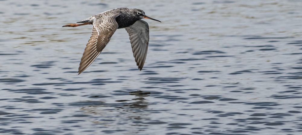 Spotted Redshank