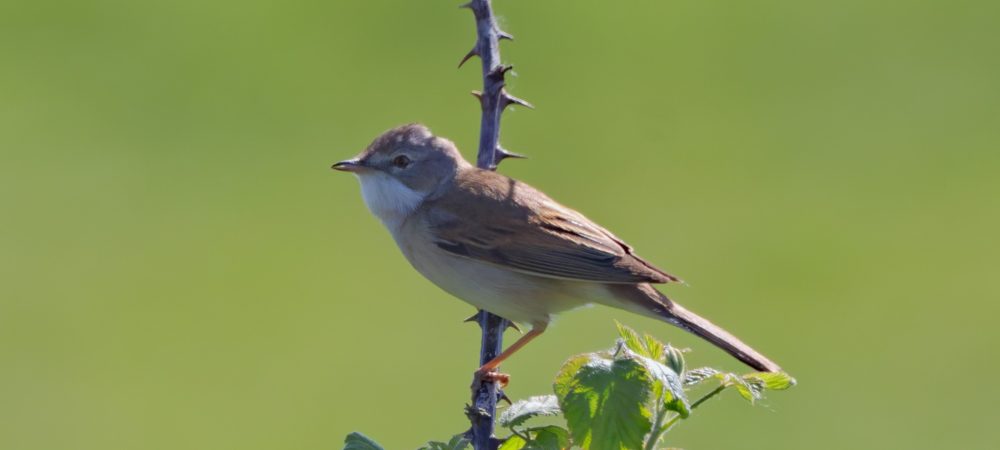 Whitethroat