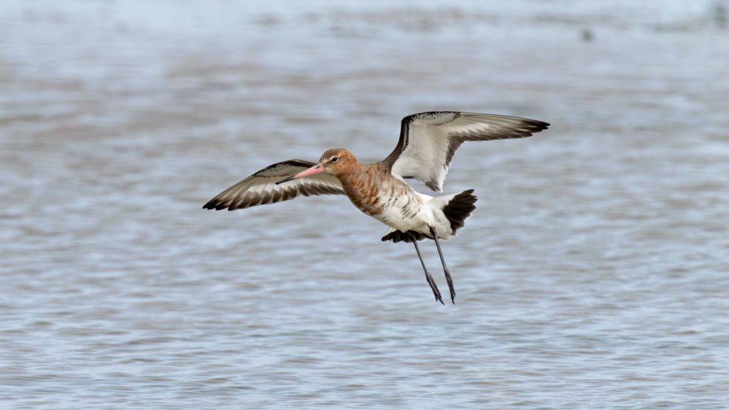 Black-tailed godwit by John Strachan