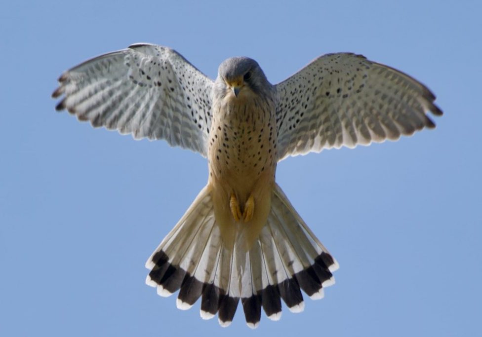 Bushy Park kestrel Pippa Hyde