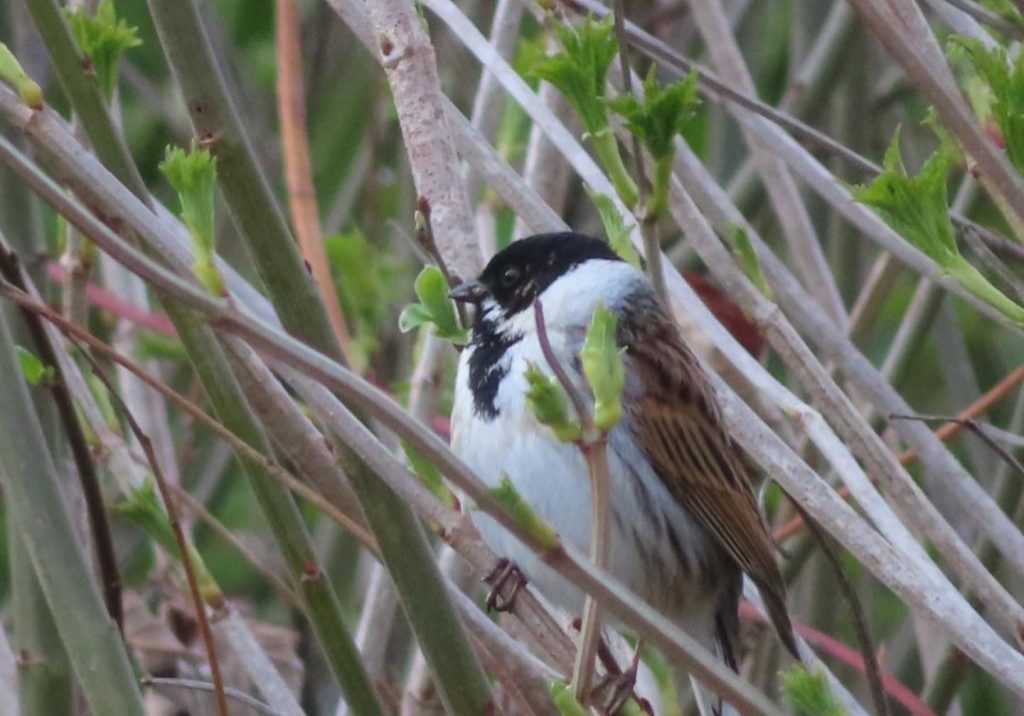 LWC-Barnes-Reed-bunting-Debbie-Williams-1