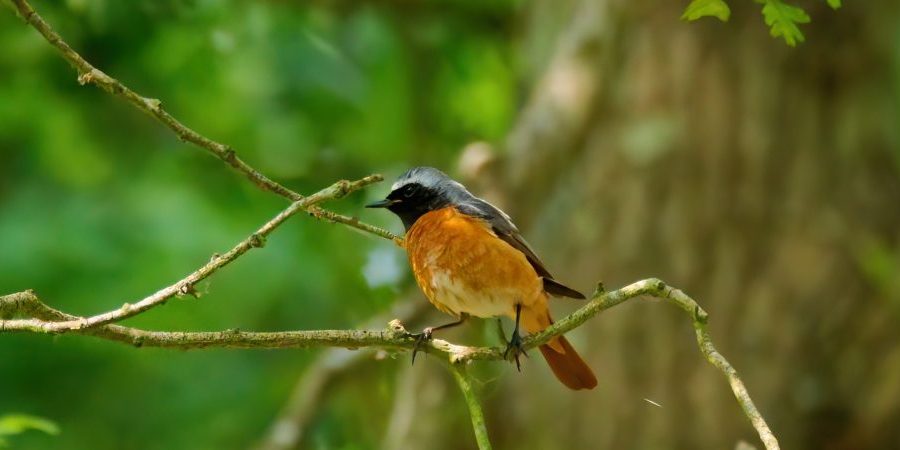 Male Redstart - Andrew Darley