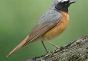 redstart_holt180_tcm9-76000
