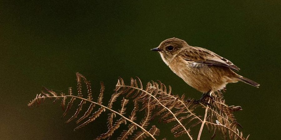stone chat