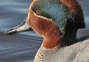 teal-03_180_tcm9-111898