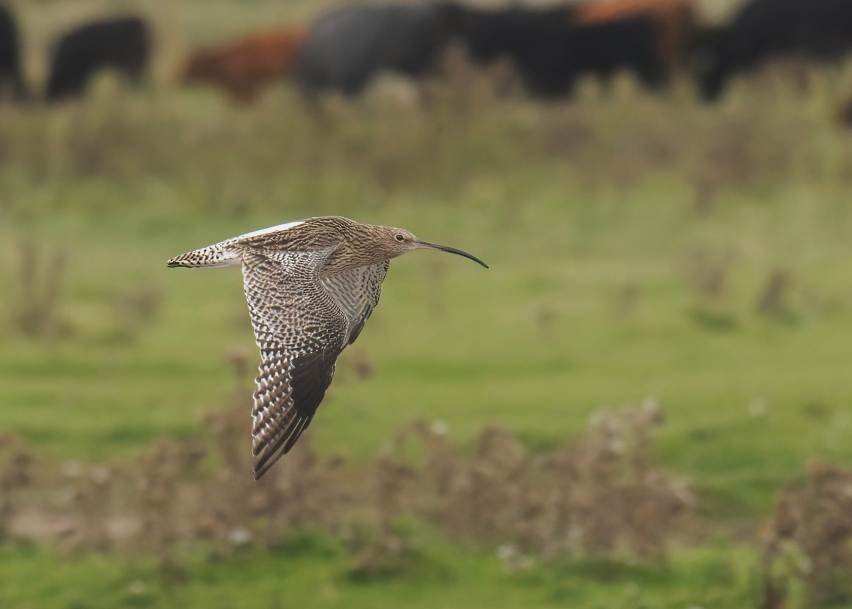 Curlew Rspb RSPB Saltholme - 18 September 2022 - Sheffield Local Group