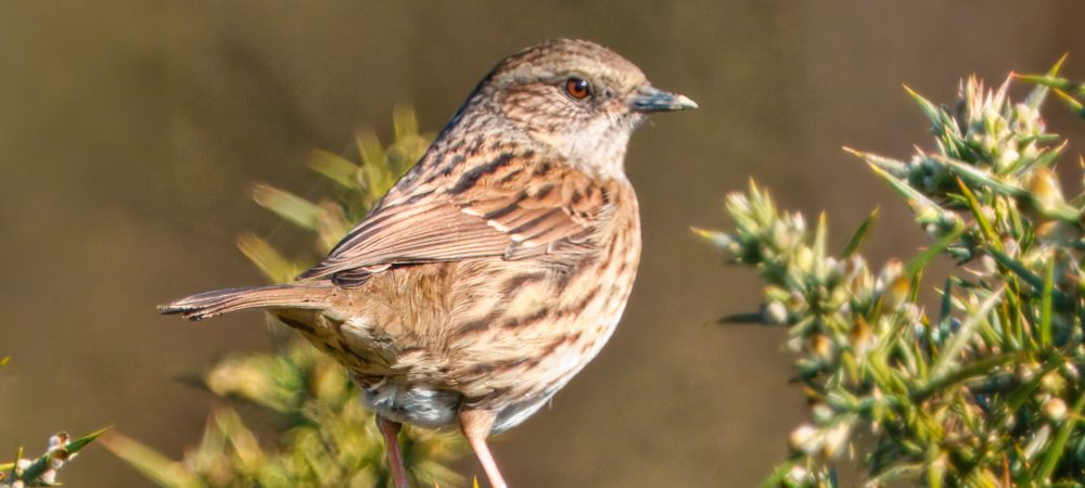 Dunnock