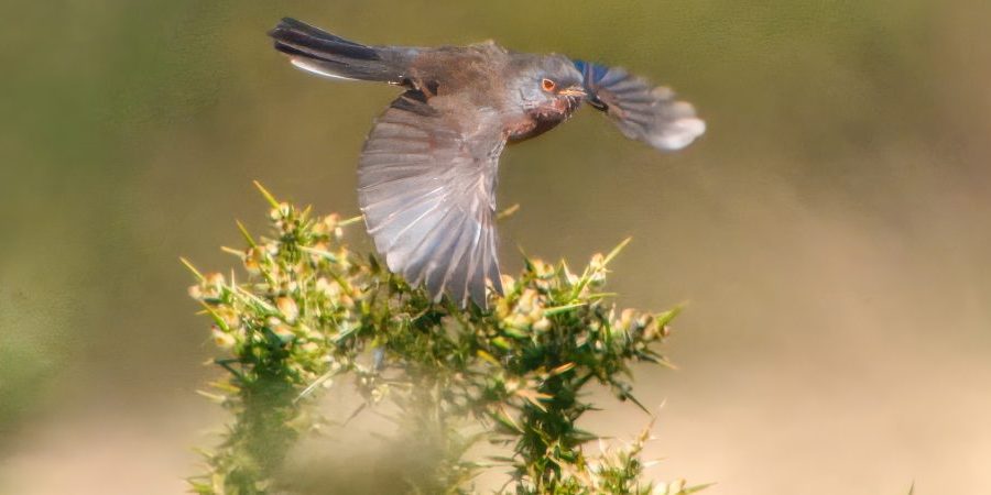 Dartford Warbler
